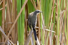 Motacilla capensis capensis