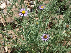Dianthidium