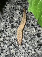 Meghimatium bilineatum