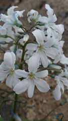 Zephyra