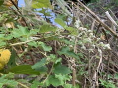Rubus nagasawanus