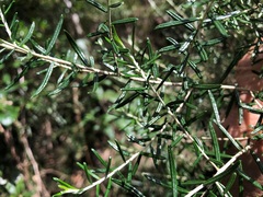Ozothamnus cassinioides