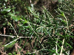 Ozothamnus cassinioides