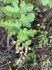 Rubus nagasawanus