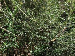 Ozothamnus cassinioides