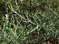 Ozothamnus cassinioides