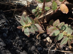 Euphorbia hirta