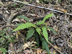 Blechnum chambersii