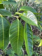 Ficus virgata
