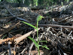 Pterostylis agathicola