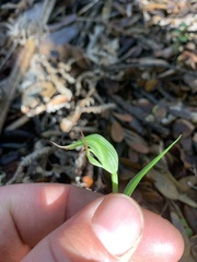 Pterostylis agathicola