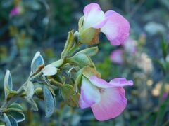 Podalyria calyptrata