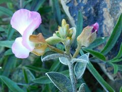 Podalyria calyptrata