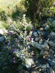 Podalyria calyptrata