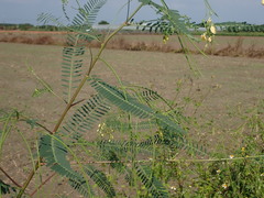Sesbania cannabina