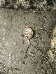 Bradybaena similaris