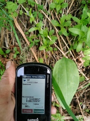 Erythronium sibiricum