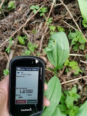 Erythronium sibiricum