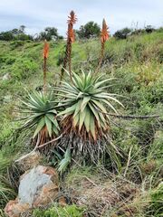 Aloe lineata
