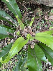 Asplenium australasicum