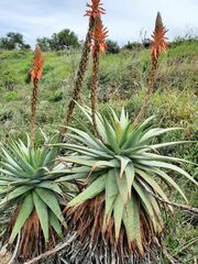 Aloe lineata