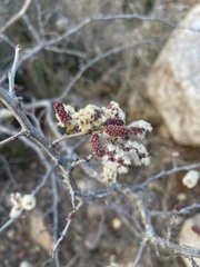 Senegalia erubescens