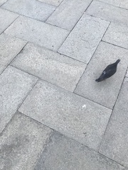 Columba livia domestica