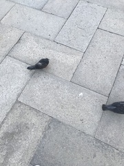 Columba livia domestica