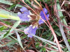 Blepharis procumbens