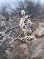 Senegalia erubescens