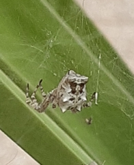 Cyrtophora citricola