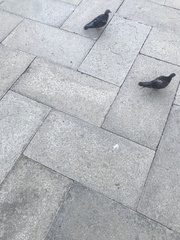 Columba livia domestica