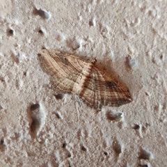 Costaconvexa polygrammata