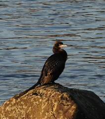Phalacrocorax sulcirostris
