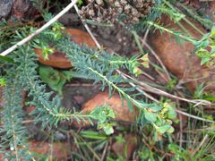 Euphorbia genistoides