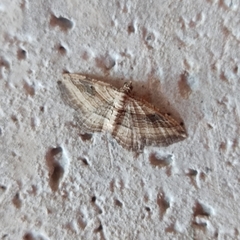 Costaconvexa polygrammata