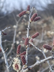 Senegalia erubescens