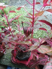 Iresine diffusa herbstii