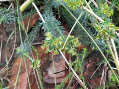 Euphorbia genistoides
