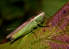 Conocephalus fuscus