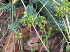 Euphorbia genistoides