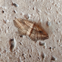 Costaconvexa polygrammata