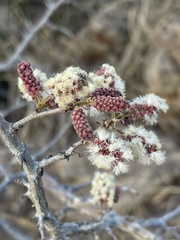 Senegalia erubescens