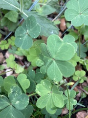Oxalis corniculata