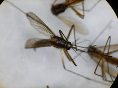 Aedes atlanticus