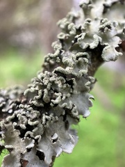 Parmelioideae