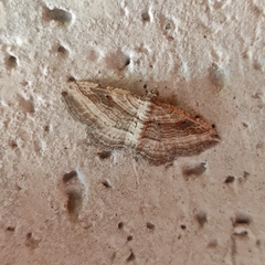 Costaconvexa polygrammata