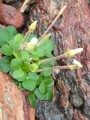 Oxalis algoensis