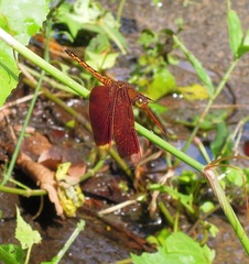 Neurothemis taiwanensis