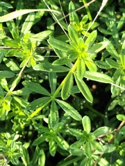 Galium mollugo